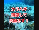 カワハギ・頭隠して尻隠さず、、、沖縄ダイビング