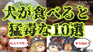 【ゆっくり解説】知らないとペットが大惨事!?犬にとって危険な食べ物10選