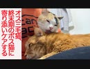末期腎不全の元ボス猫とオス三毛猫、終末期に見せた家族の絆