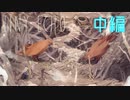 【TINY ECHO】お眼目ちゃんと手紙配達【中編】