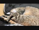 私のものは猫のもの…