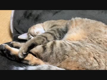 私のものは猫のもの…