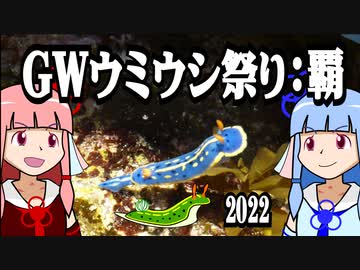 【琴葉姉妹の磯遊び】GWウミウシ祭り：覇【VOICEROID解説】