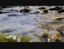 福本琢