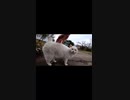 野良猫の背後からカメラをむけると・・・#Shorts 【野良猫】【感動猫】