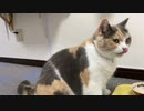 三毛猫モカちん。
