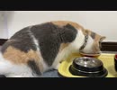 三毛猫モカちん。