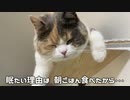 三毛猫モカちん。
