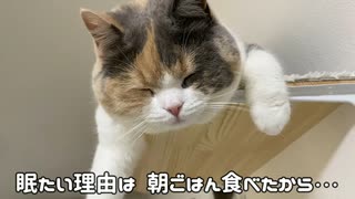 三毛猫モカちん。