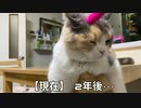 三毛猫モカちん。