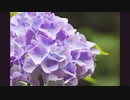 雨とソーダ - 紫陽花 【オリジナル】