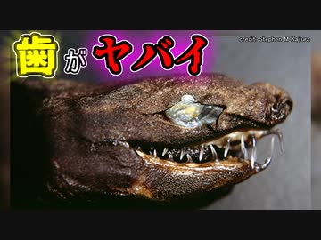 珍しくて変なサメがヤバイ／ワニグチツノザメ【ゆっくり解説】