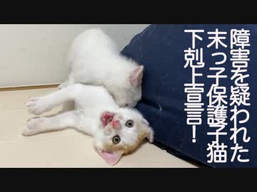 障害を疑われた保護子猫、生き抜いて下剋上宣言をする