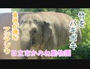 竹をバキボキ！食欲が進むアジアゾウ(日立市かみね動物園)