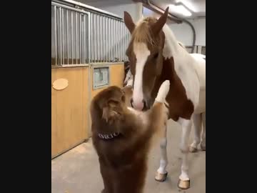 ホモと見る犬をあやす馬