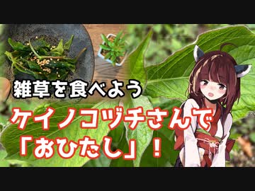 【思い切って野草を食べてみよう】#73 ケイノコヅチさんで「おひたし」！