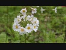 Primula japonica　九輪草　くりん草　クリン草　クリンソウ　ドローン空撮