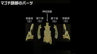 魚の骨格標本作ってみた：とてもよくわかるマゴチの頭骨の組み立て