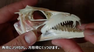 魚の骨格標本作ってみた：とてもよくわかるタチウオの頭骨の組み立て