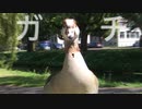 【MV】健康法師 / 太刀魚カフェ