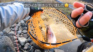 【渓流釣り】黄瀬川でルアー釣り 冬季キャッチ&リリース区間【静岡・裾野】