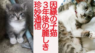 因縁のスーパーコネコチャン、3年後の麗しき珍妙通信