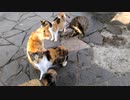 【ニャンコの集会】～猫たちは「今日も全員いるか」を確認して即、解散～