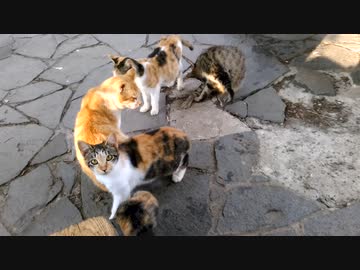 【ニャンコの集会】～猫たちは「今日も全員いるか」を確認して即、解散～