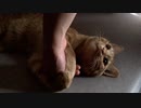 やさしさに包まれたなら