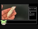 初めてのヘビ飼育＃3