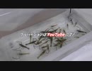 テナガエビのみで天丼作ってみた