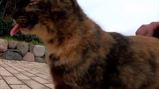 野良猫がアレをせがんできて仕方ない#Shorts【野良猫】【感動猫】