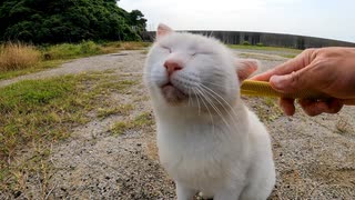 草むらで寝ていた白猫ちゃんがモフられに出てきたので「ねこじゃすり」でナデナデした