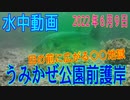水中動画（2022年6月9日）in うみかぜ公園前護岸