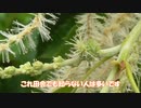 栗の花