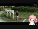 【早稻叽】激燃女版《追梦赤子心》向前跑！祝毕业学子前途似锦！
