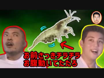 ヌマエビの産卵シーンを眺めるミウキム