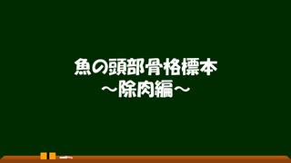 魚の骨格標本作ってみた：とてもよくわかる除肉～骨格標本初心者が一番最初に見る動画～