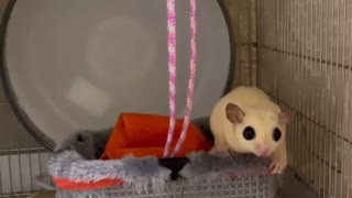 人気の フクロモモンガ 動画 286本 ニコニコ動画