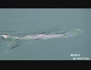 かごしま水族館イルカ水路（のイルカ展示区画の隣区画）に新たなお魚の姿が（シイラ？）