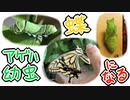 アゲハの幼虫が蝶になるまで