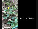 【2018年06月09日：リチャード・コシミズ 独立党 山荘 プロモーション・ビデオ（ 改良版 ）】