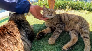 猫島の飲食店の外の席がネコカフェみたいで楽しい