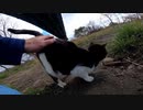 陸橋の下にいた野良猫が心優しい人に保護されました【野良猫】【感動猫】
