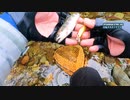 【渓流釣り】早春の伊豆で渓流ルアー【静岡・狩野川】