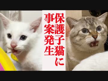 保護子猫にフレーメン事案発生！