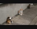 【癒し】猫旅