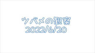 ツバメの観察2022No020