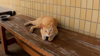 漁協のベンチに猫が寝ていたので隣に座って撫でるといつの間にか他の猫に取り囲まれていた