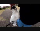 野良猫がおっさんに飛び掛かって何かを始めた！？【野良猫】【感動猫】